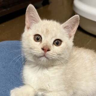 中間子気質？おひとり様も好き！マミ