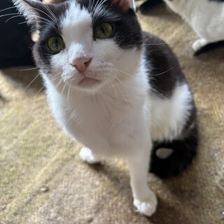 センター分けのクロシロくん