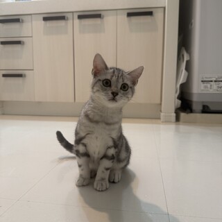 アメリカンショートヘアー生後3ヶ月半男の子