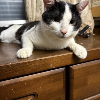 センター分けのクロシロくん