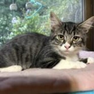 人なれしている半長毛白ソックス君四カ月