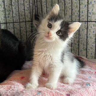 【11/16三田】ふわもこ美少女スフレと兄妹たち