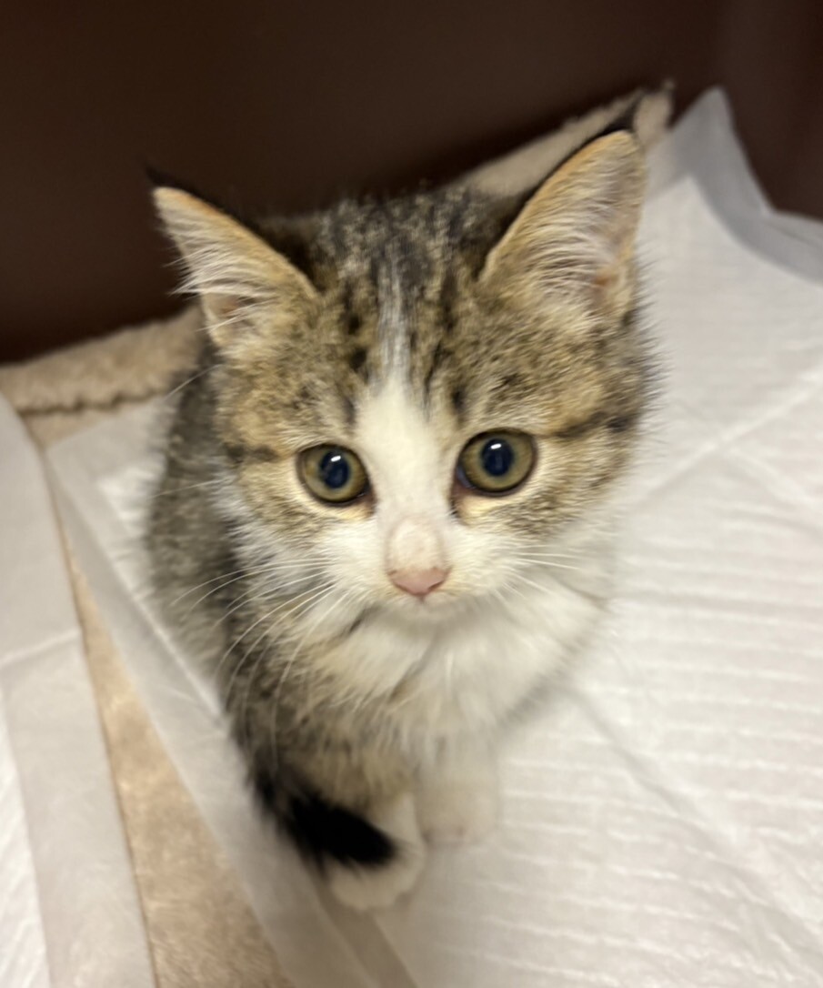 かわいいヒナタちゃん❣️ サムネイル2