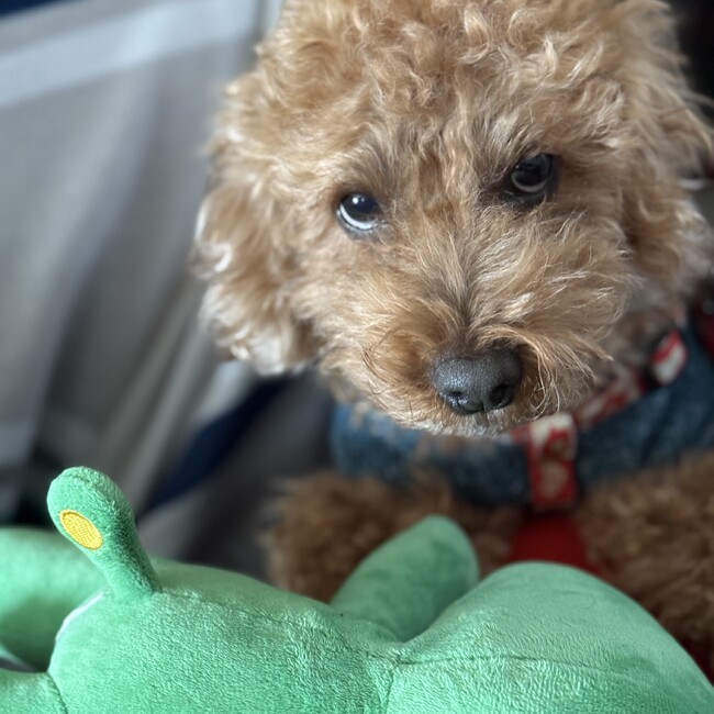 k.sisimamaのカバー写真