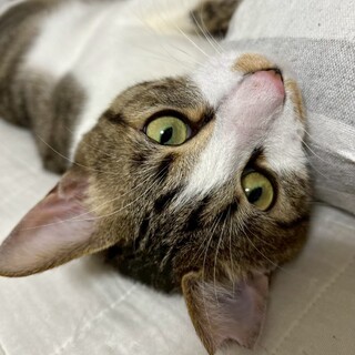 11/16譲渡会＠鎌ヶ谷★ベッタリ人が大好き