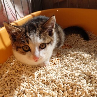 生後2ヶ月程小顔フェイスなおとこのこ