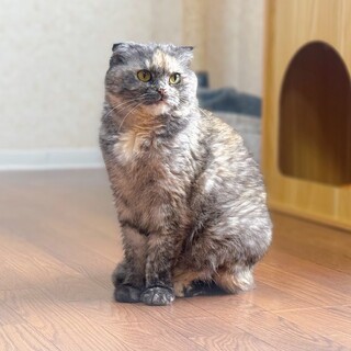 人が大好き♡なでなでされるとトロけます♪