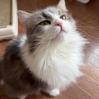 おやつ大好き！マイペースなツンデレプリンセス♡