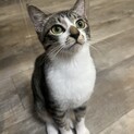 優しいシャイBOY❤︎セミ君.6ヶ月