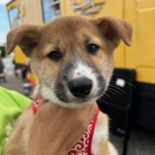 柴犬風リンドウ君