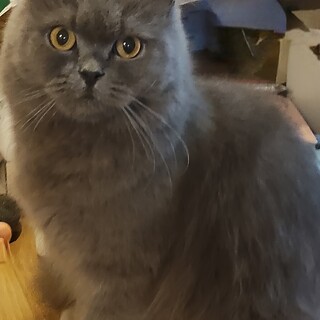 ブリティッシュロングヘア