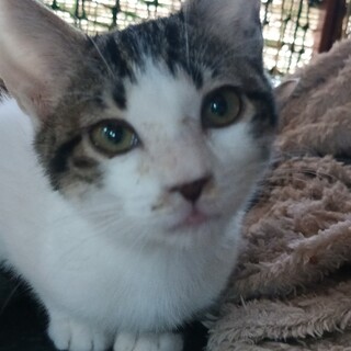 猫初心者向。抱っこ大好きで甘えん坊白サバ姉弟2ヶ月