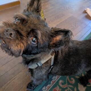 フレブル×コーギーの甘えん坊