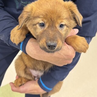 雑種の女の子　はるちゃん