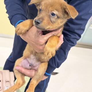 雑種の男の子　せいくん