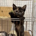 超甘えん坊な子猫!!!