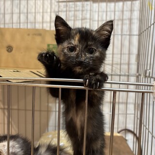 超甘えん坊な子猫!!!