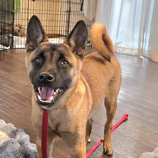 募集一時停止中ビビりだけど良い子な♂ルイ