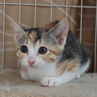 可愛い縞三毛すあまちゃん