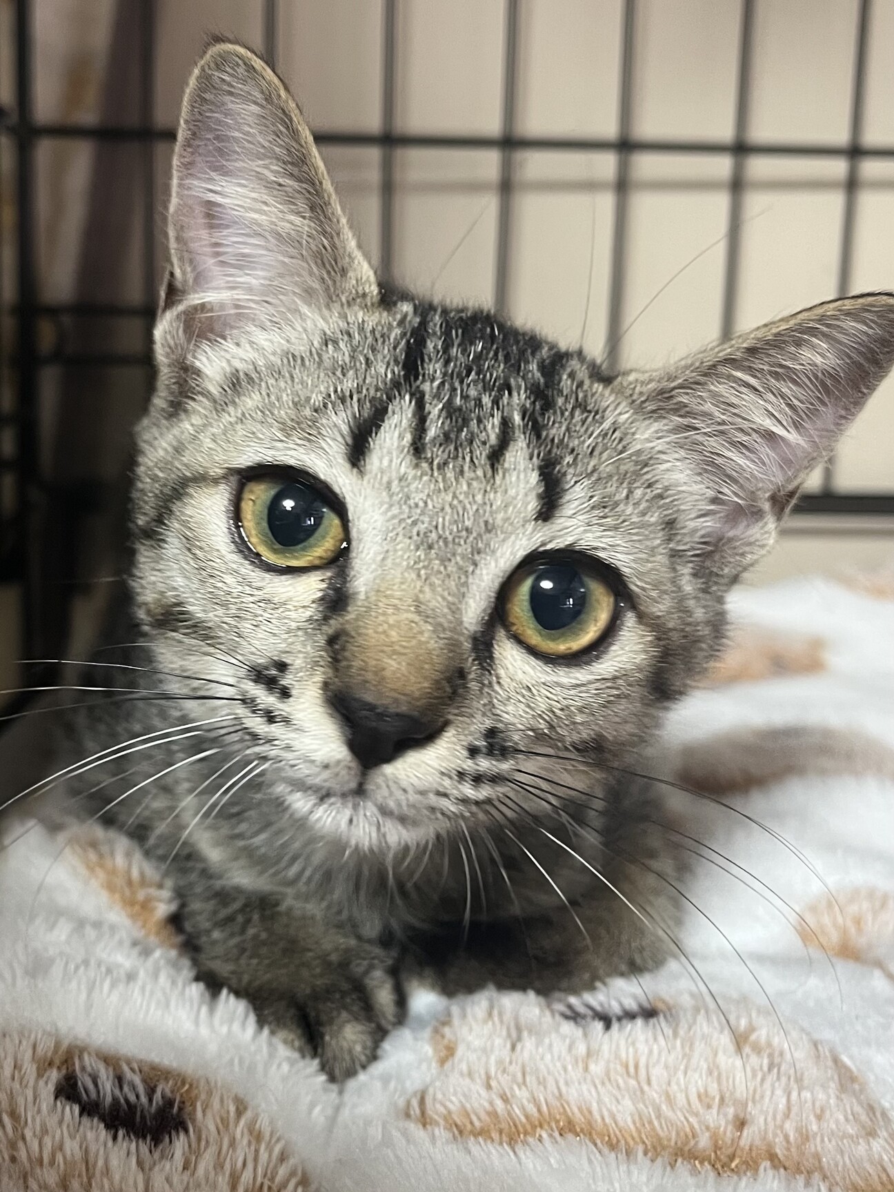 里親決定★優しいお顔のメガネ君 サムネイル1