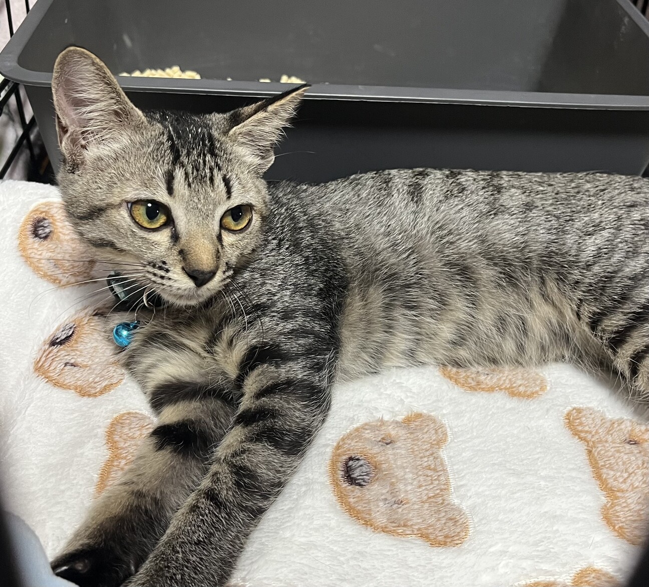 里親決定★優しいお顔のメガネ君 サムネイル2