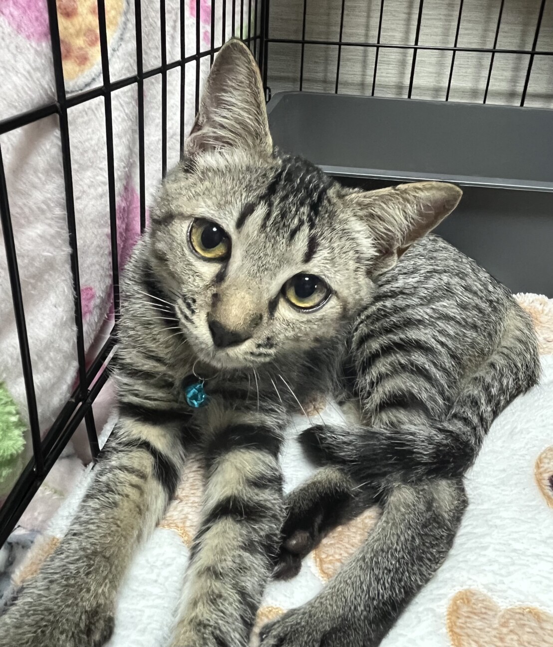 里親決定★優しいお顔のメガネ君 サムネイル3