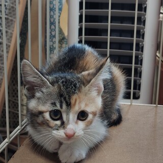 可愛い縞三毛もなかちゃん