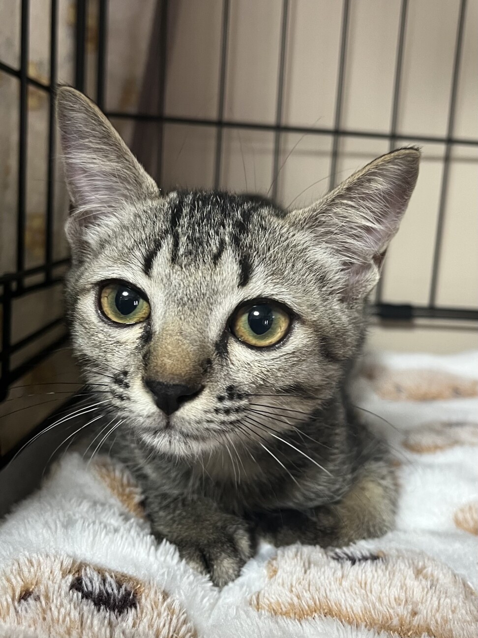 里親決定★優しいお顔のメガネ君 サムネイル4