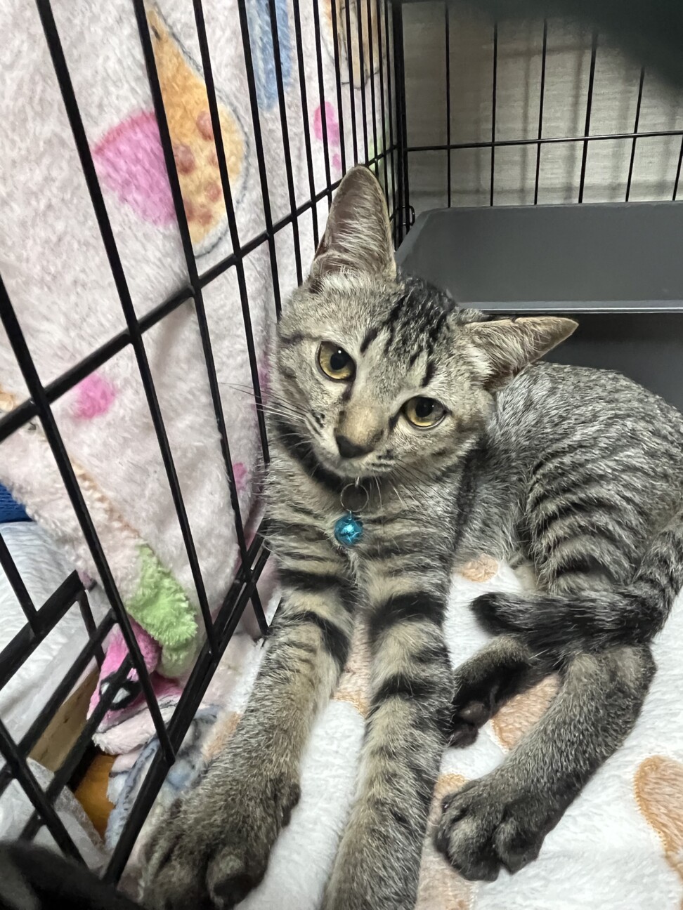 里親決定★優しいお顔のメガネ君 サムネイル5