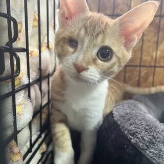 里親決定★片目ハンデのアンちゃん2ヶ月半