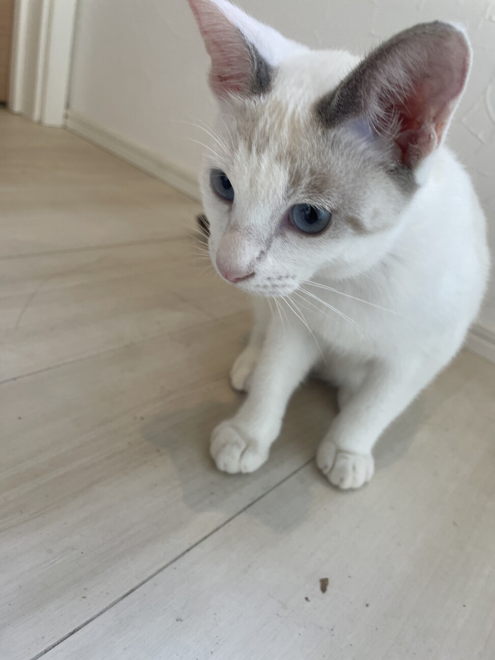 仔猫里親募集」岡山県 - 猫の里親募集(530154) 3枚目の画像 :: ペット