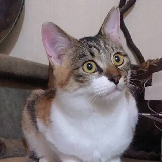 好奇心いっぱい可愛い三毛の女の子