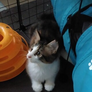 甘えん坊で長毛の三毛猫ちゃん