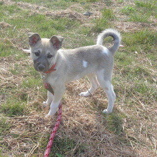 人が大好き尻尾をふりふりメス子犬