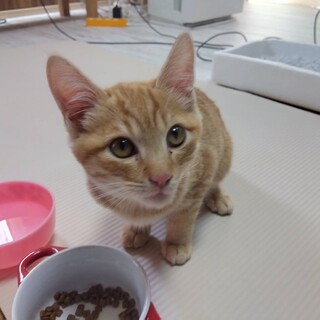 生後3ヶ月の子猫