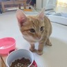 生後3ヶ月の子猫 サムネイル3