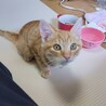 生後3ヶ月の子猫 サムネイル4