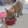 生後3ヶ月の子猫 サムネイル5