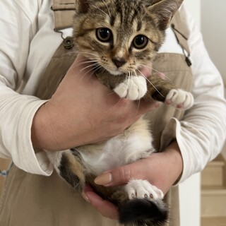 部(つかさ)お顔まんまる子猫4兄弟