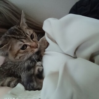 約3ヶ月猫ちゃん