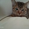 約3ヶ月猫ちゃん サムネイル2