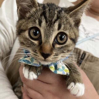 新(にいな)おめめまんまるの子猫4兄弟