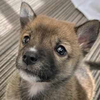 推定1、5ヶ月うた