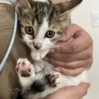 剛(ごう)お顔まんまる4兄弟のオス