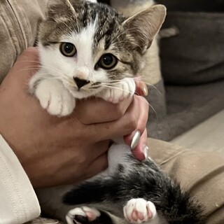 南(みなみ)お顔まんまる4兄弟のメス