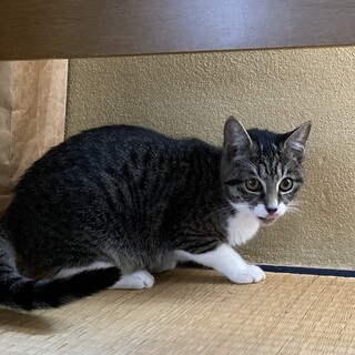 ハイソックスなサバトラ女子