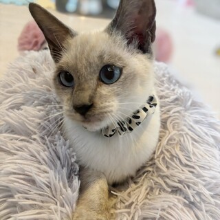 透き通るようなブルーアイ♡フィノちゃん