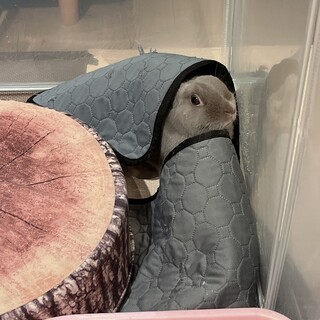 うさぎ　ネザーランドドワーフ　女の子　4歳