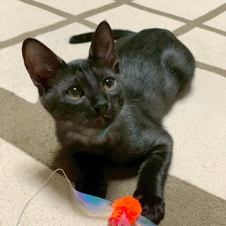 ブラックスモーク兄妹♥一番小さなこんぶくん