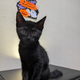 見つめたらゴロゴロが止まらない♡